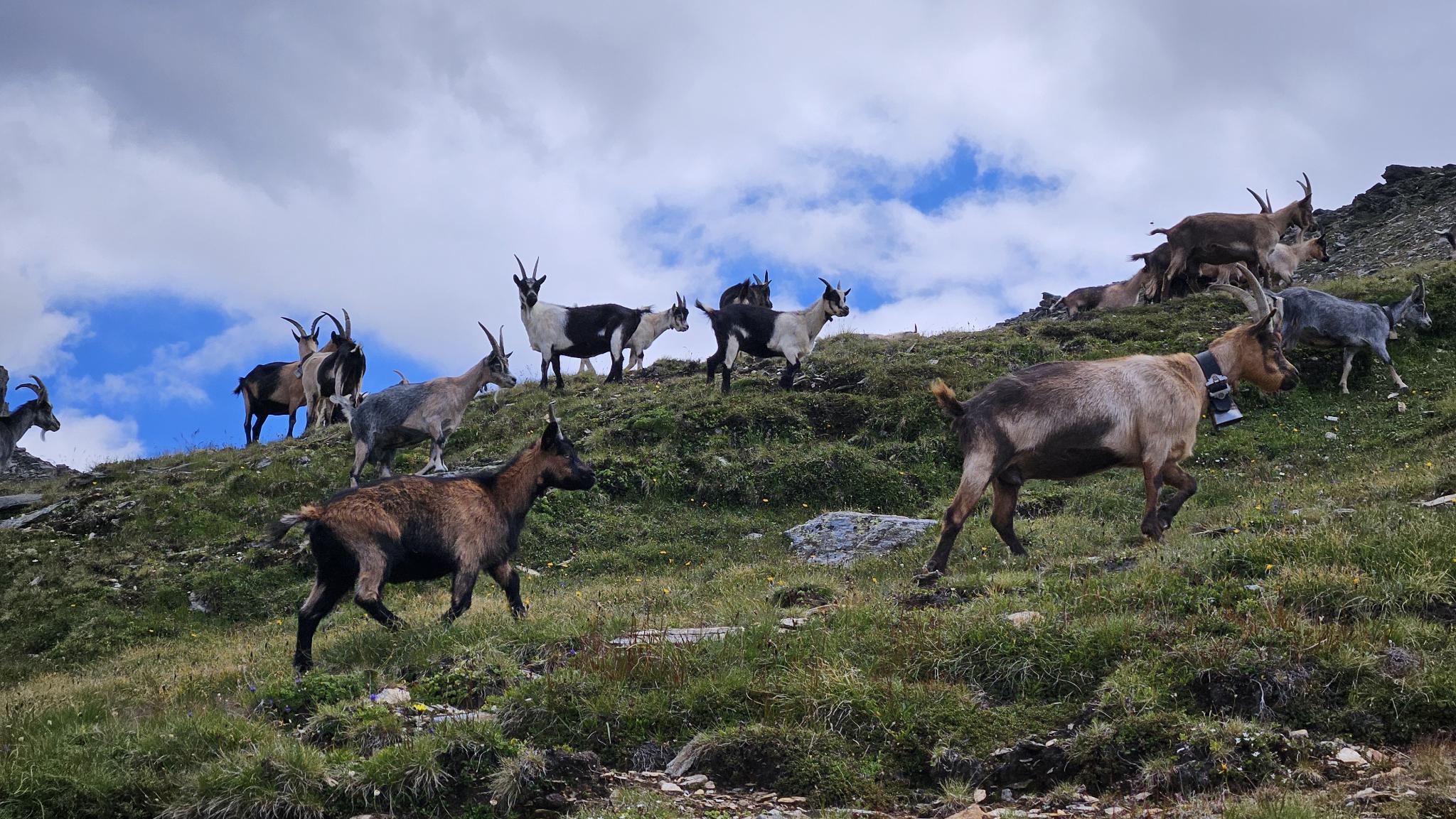 signal-2026-07-27-16-08-20-182-5